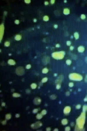 魚の夢送り