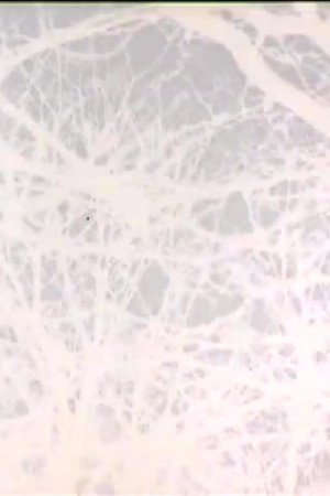 Leafless