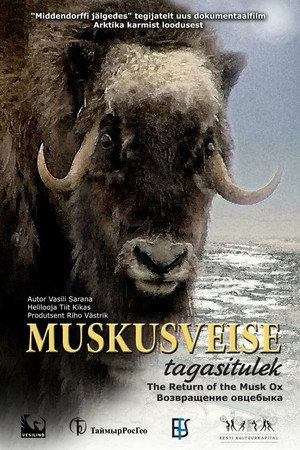 Muskusveise tagasitulek
