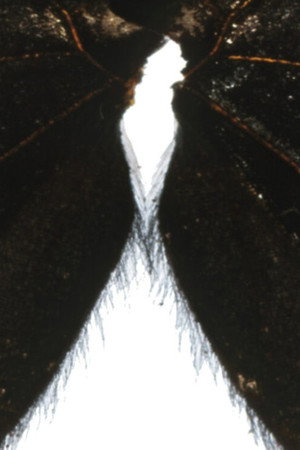 Butterfly Light