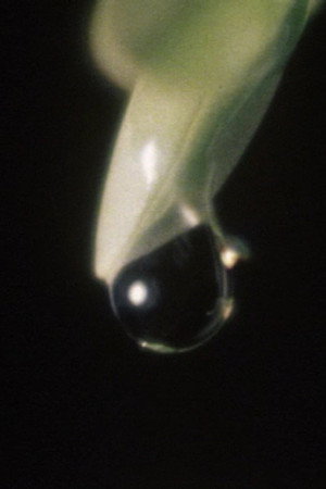 Raindrop