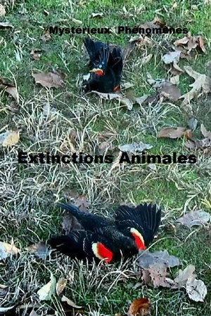 Mystérieux Phénomènes Extinctions Animales