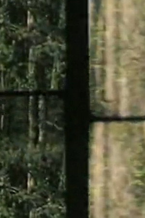 Arbres