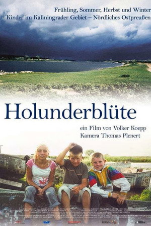 Holunderblüte