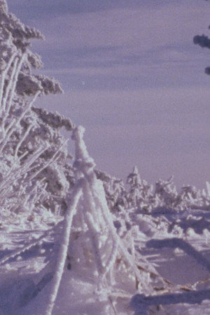 Roan Mountain Eulogy