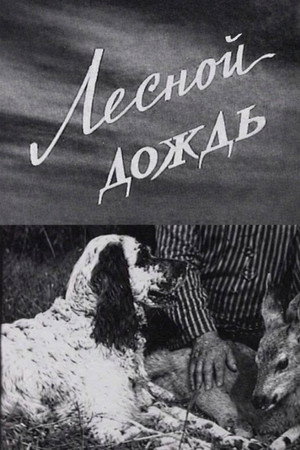 Лесной дождь