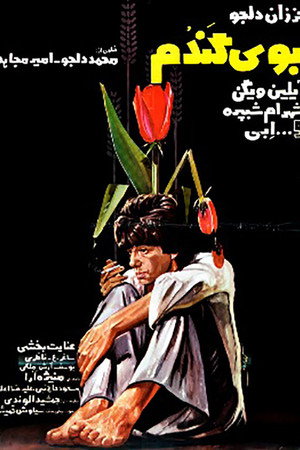 بوی گندم