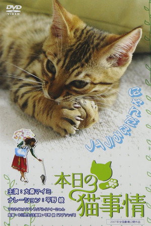 本日の猫事情