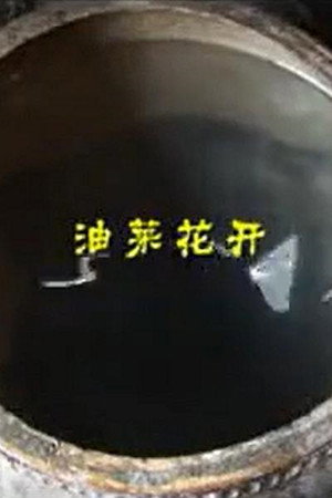 油菜花开