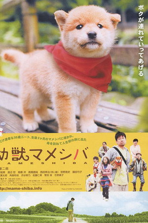 豆柴小犬