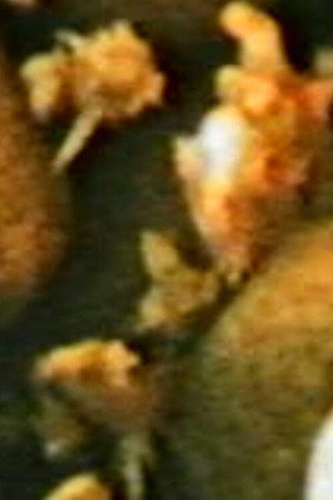 FENOMEN