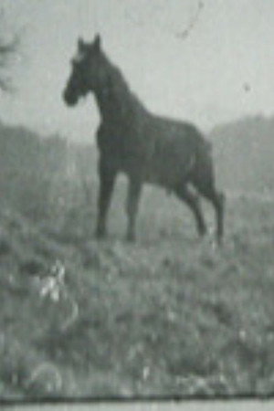 Golan