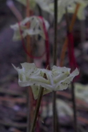 Fragmented Forest