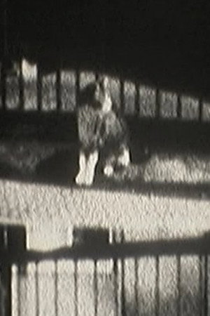 猫目宣言