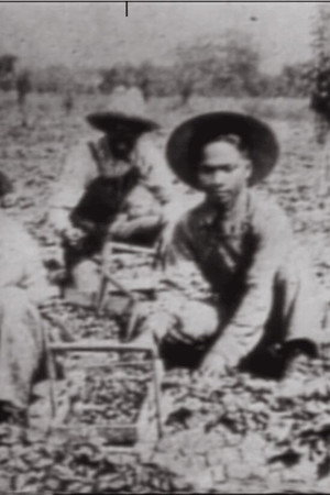 In No One's Shadow: Filipinos in America