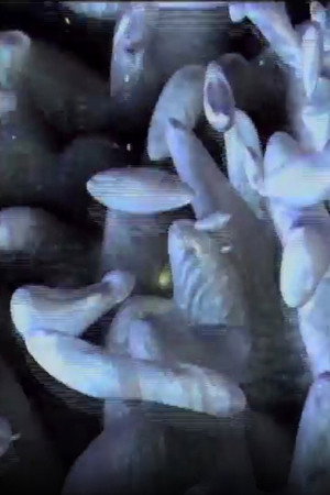 Artificial Life Metropolis ‘CELL’