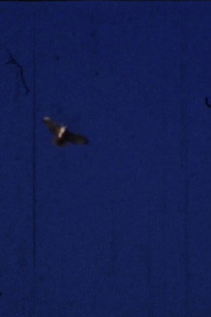 Flying Fish