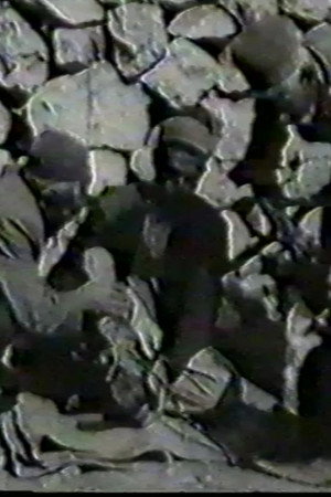 بلوط